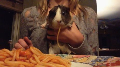 Forget Pizza Rat, Here's Spaghetti Guinea Pig