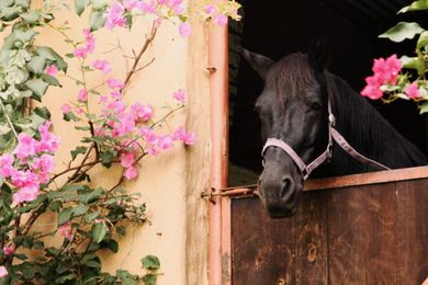 Plants to Avoid In Your Horse Farm Landscaping