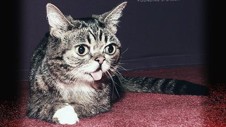 Study: Cat Videos Improve Mental Health (Duh!)