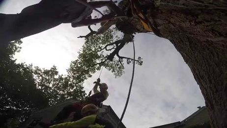 Integrity Tree Care part 2