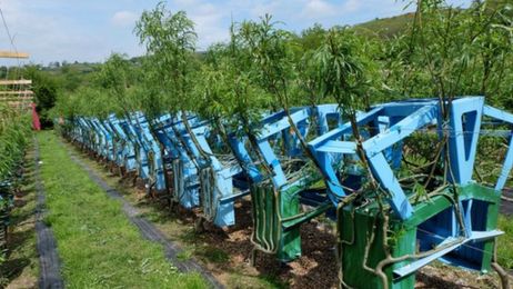 The man who farms tables and chairs