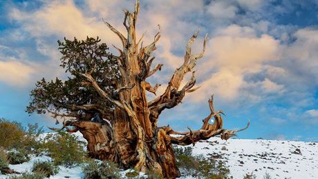 Bristlecone pine is one of world's oldest living organisms