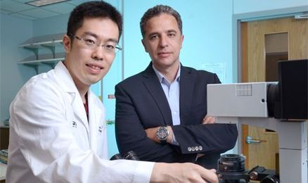 Cell that replenishes heart muscle found by researchers