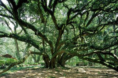 Which Champion Tree Are You?