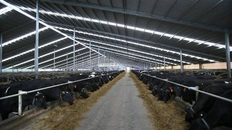  World's largest robotic dairy barn produces happy, high yielding cows