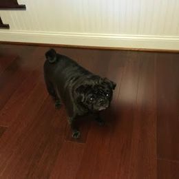 Hardwood Maintance when Having Dogs/Pets