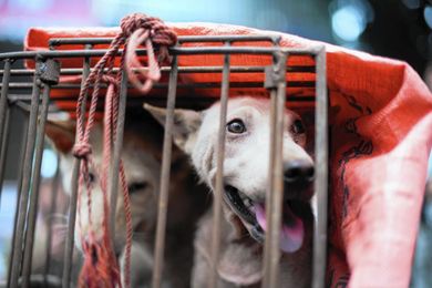 It's 'good dog,' not 'good hot dog'