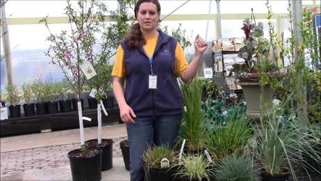 How to Care for Ornamental Grasses