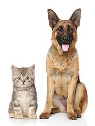 Living in Harmony with Pets