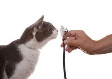 Preventative Cat Care for Purrfect Pet Owners