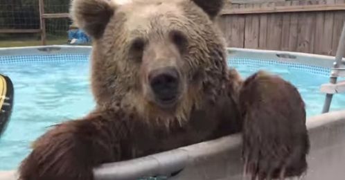 This swimming grizzly bear is acing summertime