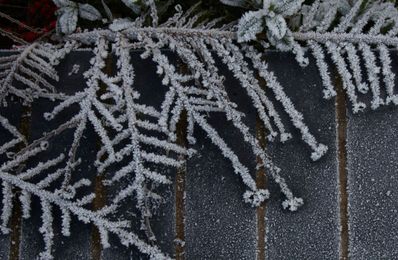 How to protect the garden when extreme weather is forecast