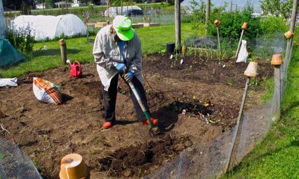Take Five: Planning a backyard vegetable garden