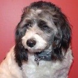 Teaching Emergency Recall: You Don't Need a Shock Collar