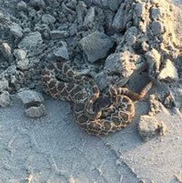 Not your ordinary garden snake