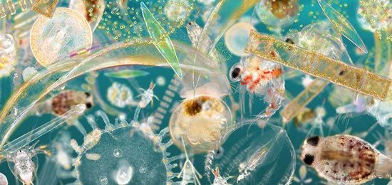 How Citizen Science Is Saving Our Oceans