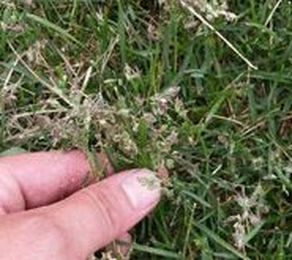 How Grass Grows: Flowers, Seed Heads & Fertilizer