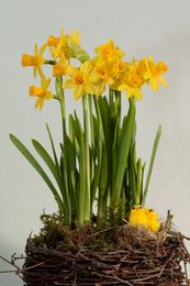 How To Force Daffodil Bulbs Into Bloom Indoors