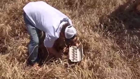 What's hidden in that wheat