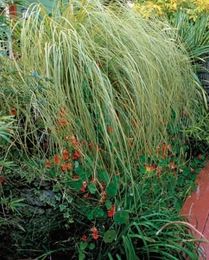 9 New and Unusual Grasses