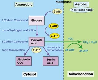 What is Aerobic Metabolism?