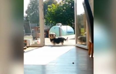 Adorable Little Dog Doesn’t Know the Door is Open