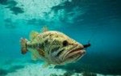 Four Worm Colors the Pros Won't Tell You About