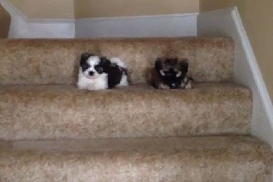 Puppies Climbing Stairs for the First Time Redefines Cute
