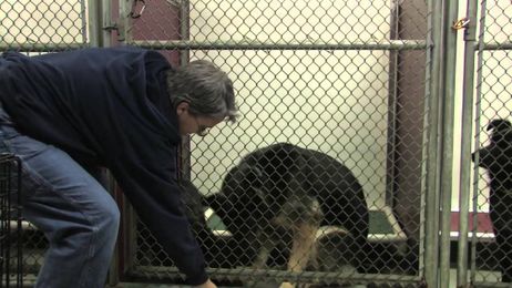 Dog Care: Tips to Find the Best Kennel or Day Care for Your Pup