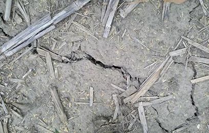 Healthy Soils Help Weather the Drought