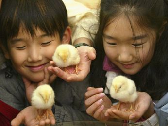 Count your chickens, but don't kiss them, CDC says