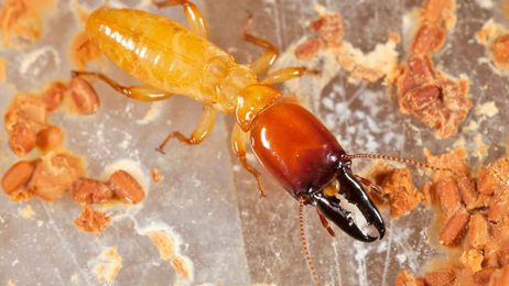 How often should I get a termite inspection?