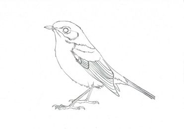 Twelve steps to draw a robin