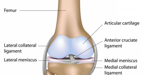 Relaxin: Hormone Facts Female Athletes Need to Know