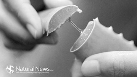 8 Super Organic Herbs You Can Use For Medical Emergencies