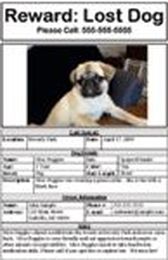 Lost & Found Pets Michigan