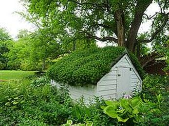 Roof Garden Maintenance: How to Keep a Green Roof Green