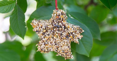 How to make cookie cutter bird feeders for feathered friends