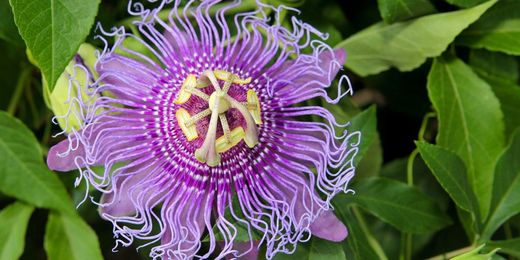 15 of the Craziest-Looking Flowers From Near and Far