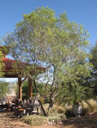 Native plants add beauty, hardiness, local feel to landscapes