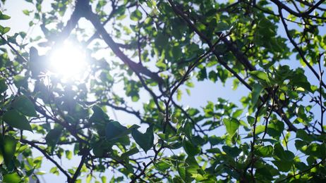 How Do You Make Greener Fuel? Copy a Leaf