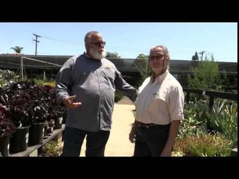 Drought Tolerent and Succulents with Village Nursires