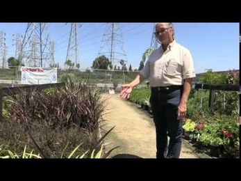 How to care for and Maintain Phormium with Village Nurseries