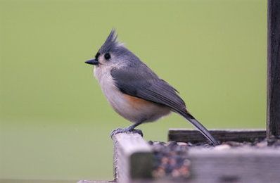 Buying Feeders is for the Birds: Try these Great DIY Creations