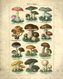 The Ultimate Infographic Of Wild Mushrooms