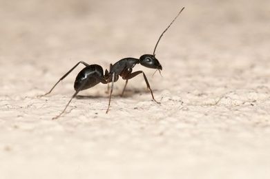 Spotlight on Carpenter Ants
