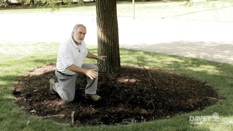 How to Prepare Your Trees for Summer Storms