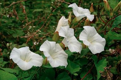 3 Ways Spraying More Herbicides on Public Land is Bad