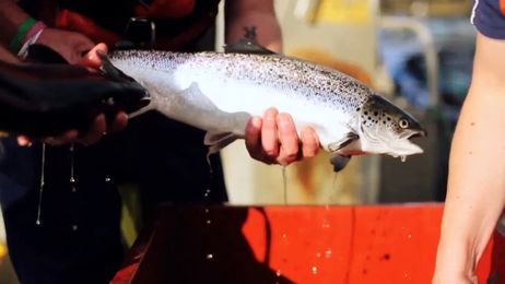 Scottish Sea Farms use SCC