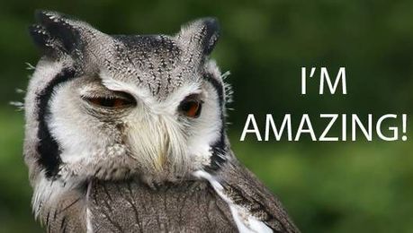 5 owl facts that will amaze you